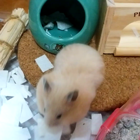 運んでいるの画像