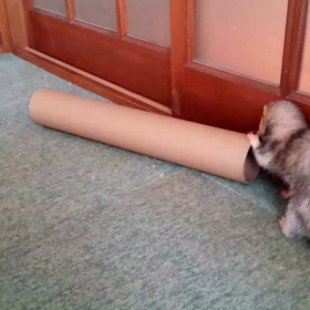 ちゃんと通れますよ！の画像