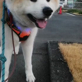 今朝は未来丸頑張りました‼️途中何度もイヤイヤしましたが、しっかり眼を見つめて「いくぞー」の呼の画像