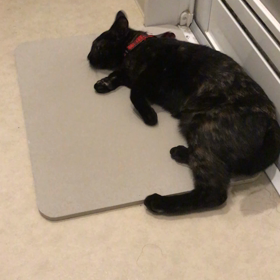 猫グッズ？？の画像