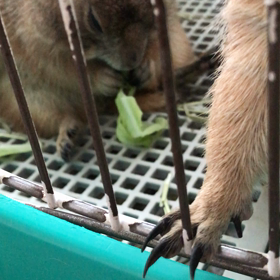 生キャベの画像