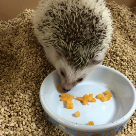 やりたいこと 毎日ブログ74日目の画像