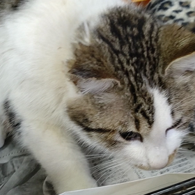 管理所　猫の画像