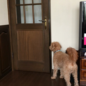 ドアが開けられるようになったホーリーの画像