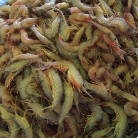 朝市はあかしゃえびが豊漁！の画像