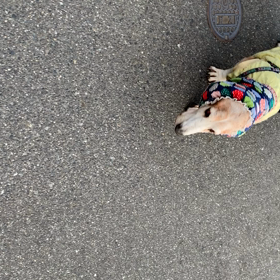 歩くのがゆっくりに…の画像