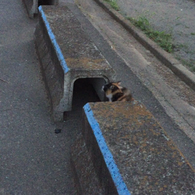 ２つの名前を持つオンナの画像