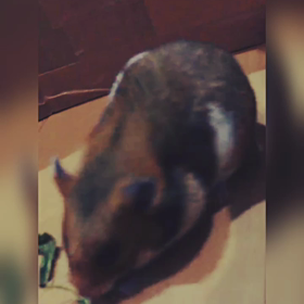 霊感はないけれどの画像