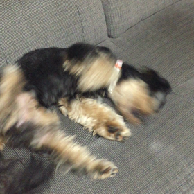 お腹いっぱい、あぁ、幸せ！の画像