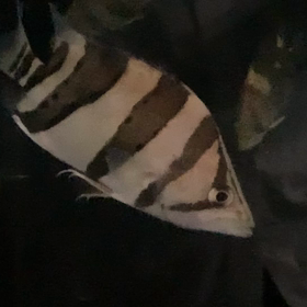 インドネシア便到着！ちょっとしたひとりごとも(^^)の画像