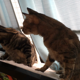 ピンポーンに慌てるねこ達の画像