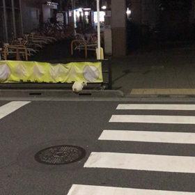 怖い猫⁉️の画像