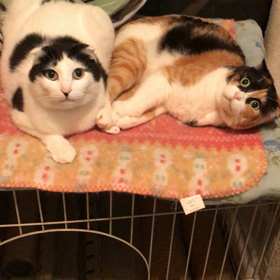 真夜中の戯れの画像