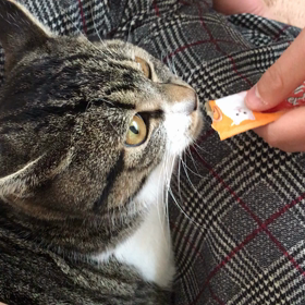 里親様募集中の子達【チュール編】の画像