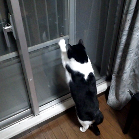 うちの猫の画像