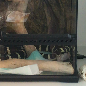 ふとしさま！の画像