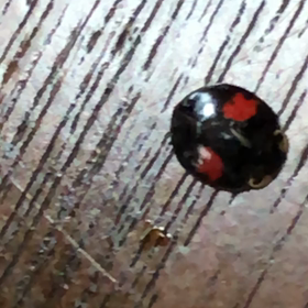 おはようございます。今日も爽やか　ではないか？の画像