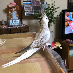 今日のピピです。の画像