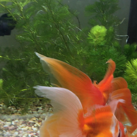 え！まだ、卵産むのΣ(￣。￣ﾉ)ﾉの画像