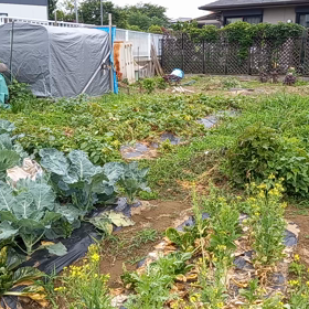 ジャガイモ掘りの画像