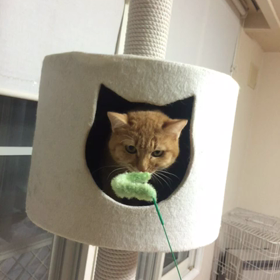 ぎこちないフォードちゃんの画像