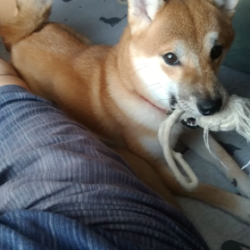 今日の花ちゃん(2023.8.27)～動画版の画像