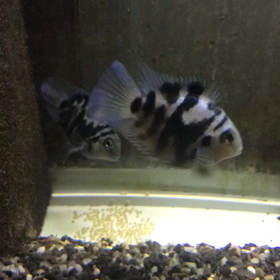 ブルータイガーパロット 産卵 4日目の画像