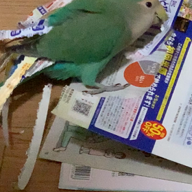 シャクしゃく動画の画像