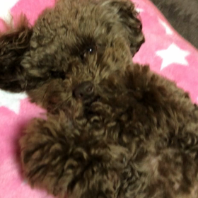 (*˙˘˙)♡寝の画像