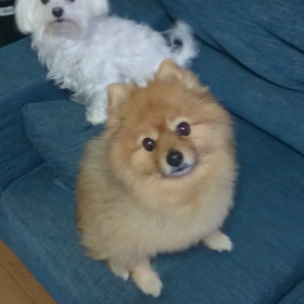 オヤツ担当部長の画像