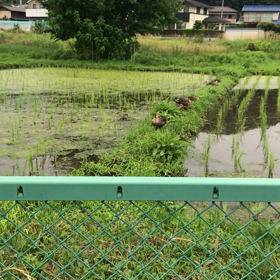 今日は田んぼの日、あぜ道！の画像