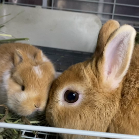 年末のラビトリーではの画像