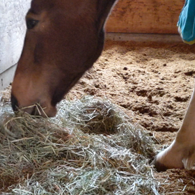 ただ馬が草を食べる動画　プリエールドランジュ編の画像