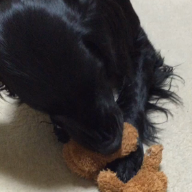 とーれーるーの画像