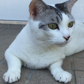 玄関でゴロゴロの画像