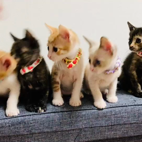 シンクロ！月兄妹❤️ねこのしっぽの画像