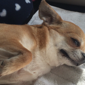 初動画にチャレンジの画像