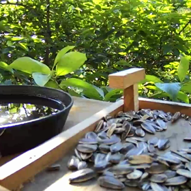 すぎぴたんの事件簿　シーズン２　２７６話（ドリンクバーへご来店！）の画像