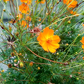 2017年残り100日の運勢の画像