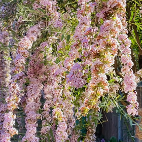 世界の浄化が進んだら起こった身近な変化の画像