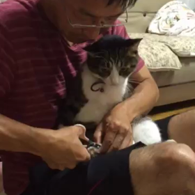 ニャンコ_爪切りの画像