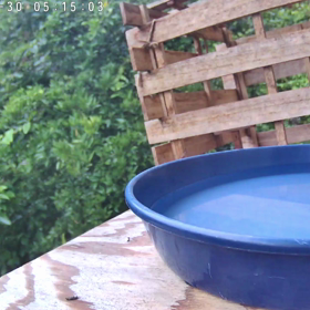 すぎぴたんの事件簿シーズン3　306話（おしゃべりヤマガラ）の画像