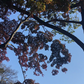 中医アロマトリートメントモニター募集←締め切りました！の画像