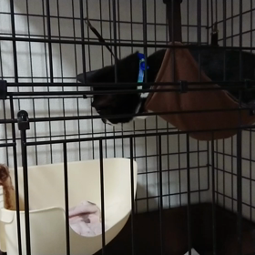 遊び方が横着。の画像