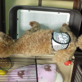 レオの臭いの原因☆の画像