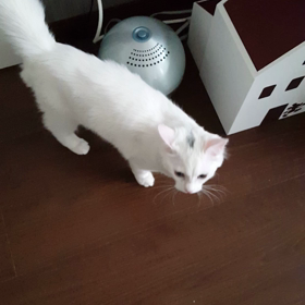 97話　こむぎの鳴き声アップの画像