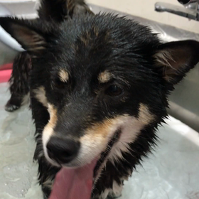 柴犬ちゃんお風呂の画像
