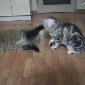 バトルの動画の画像