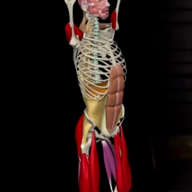 骨格で見るトレーニングの画像