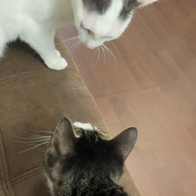 生で手品見たことある？の画像